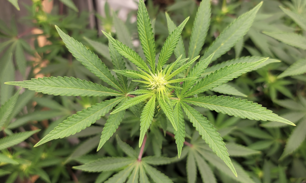 Hawaii Lawmakers Host Briefing On Marijuana Legalization Bill Ahead Of Formal Hearing Next Week - MEDCAN24