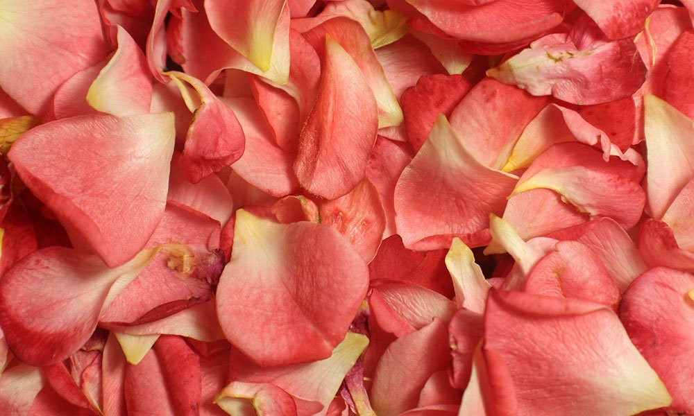 Debunking Myths About Rose Petal Cones and Natural Leaf Products - MEDCAN24