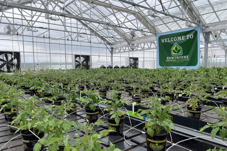 Scotts Miracle-Gro aims to break up with Hawthorne as growth prospects dim - MEDCAN24