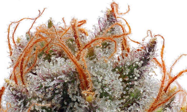 High Quality Strains for Hobbyist Growers - MEDCAN24