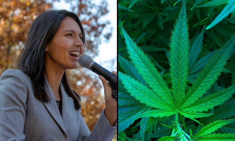 Past Marijuana Use Shouldn’t Disqualify For Security Clearances, Trump’s Intel Director Pick Tulsi Gabbard Says, But Ongoing Use Is ‘More Complex’ - MEDCAN24