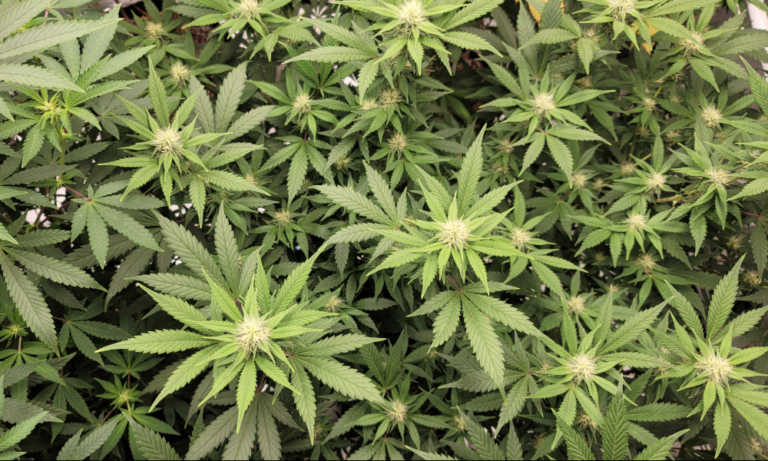 Texas Lawmakers Are Considering Nearly Two Dozen Marijuana And Hemp Bills This Legislative Session - MEDCAN24