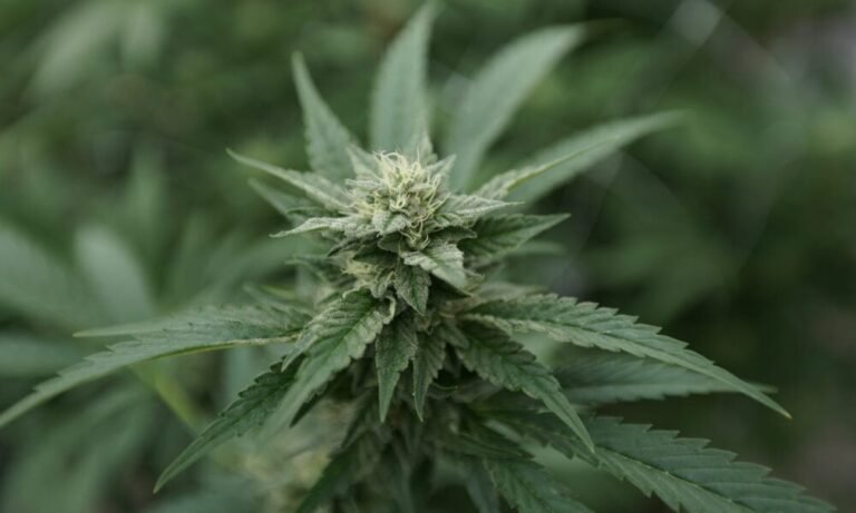 Top GOP Congressman Files Bill To Block Marijuana Industry Tax Deductions, Even After Federal Rescheduling - MEDCAN24