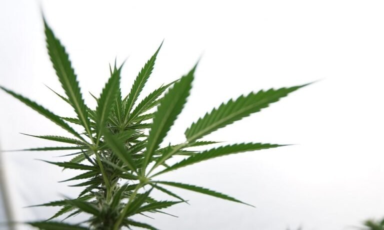 Bipartisan Pennsylvania Senators Announce New Marijuana Legalization Plan, Criticizing Governor’s Proposed Cannabis Tax Rate As Too High - MEDCAN24