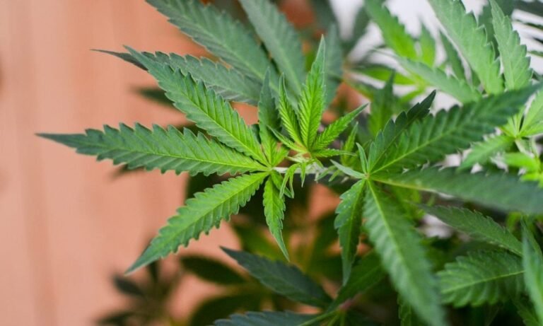Virginia Lawmakers Send Batch Of Marijuana Bills To GOP Governor Who Previously Vetoed Legalization Of Sales - MEDCAN24