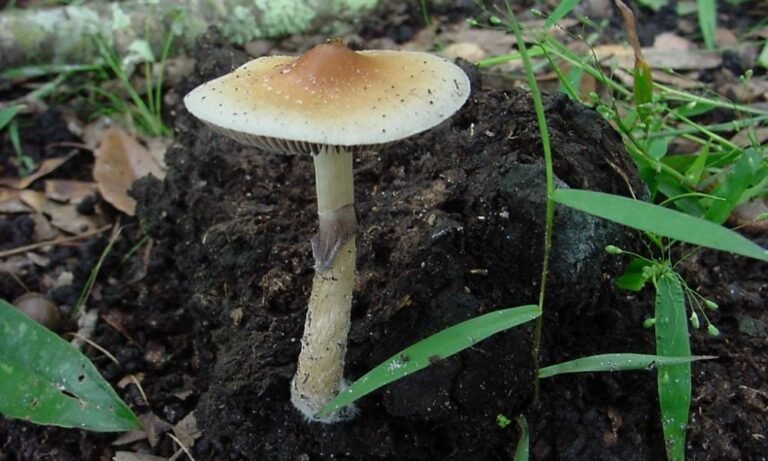 Connecticut Lawmakers File Bill To Decriminalize Psilocybin Despite Governor’s ‘Concerns’ - MEDCAN24
