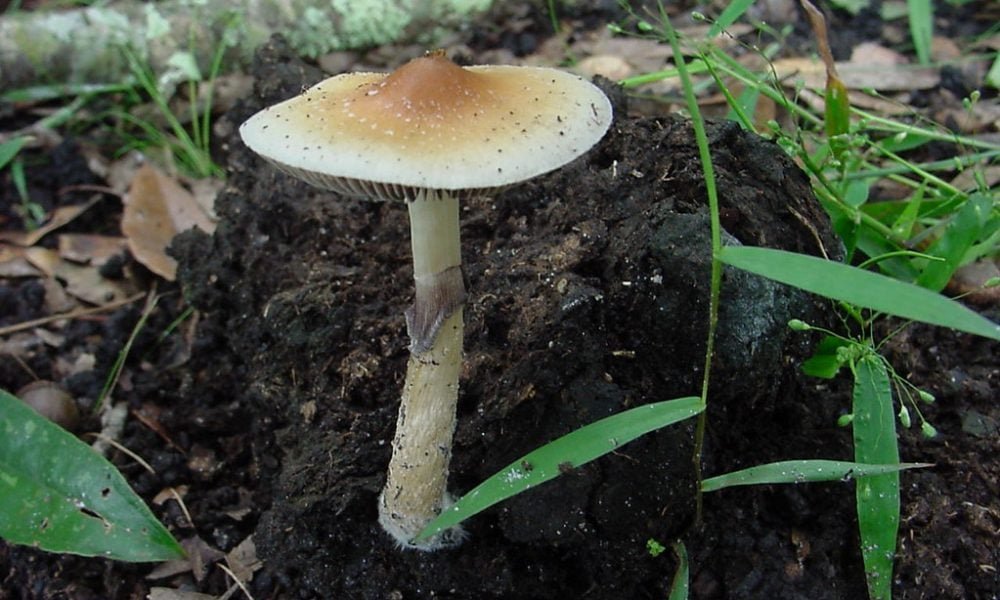 Connecticut Lawmakers File Bill To Decriminalize Psilocybin Despite Governor’s ‘Concerns’ - MEDCAN24
