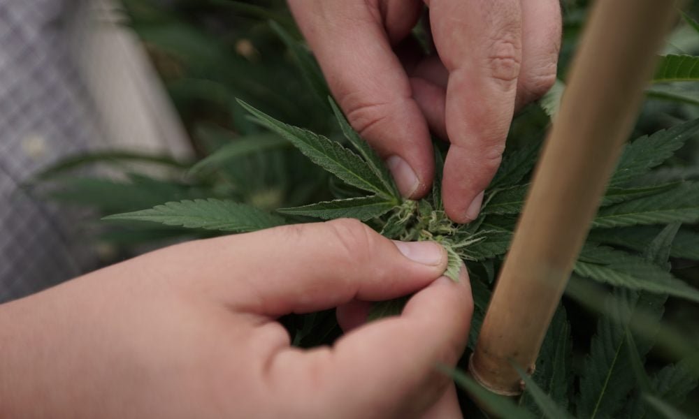 New Jersey’s State-Run Cannabis Training Academy Has Now Enrolled More Than 1,000 Students - MEDCAN24