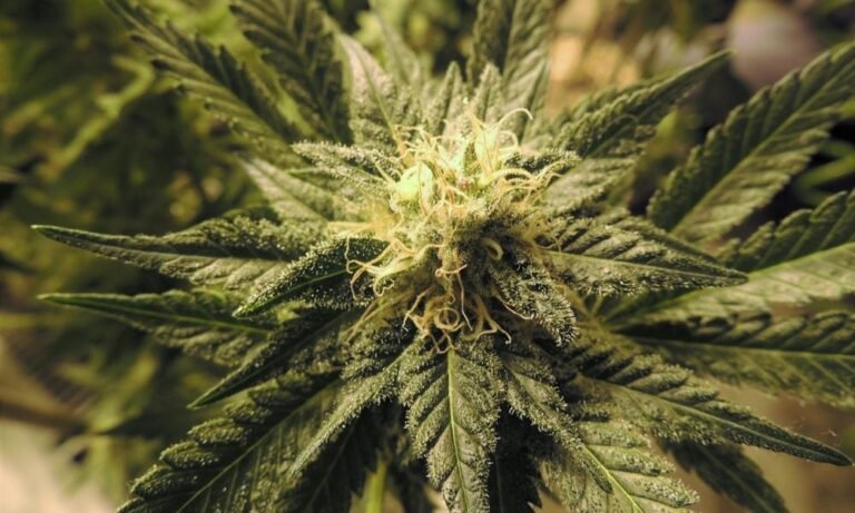 Hawaii Senate Rejects Expansion Of Marijuana Decriminalization Law, While Broader Legalization Effort Appears Dead For The Year - MEDCAN24