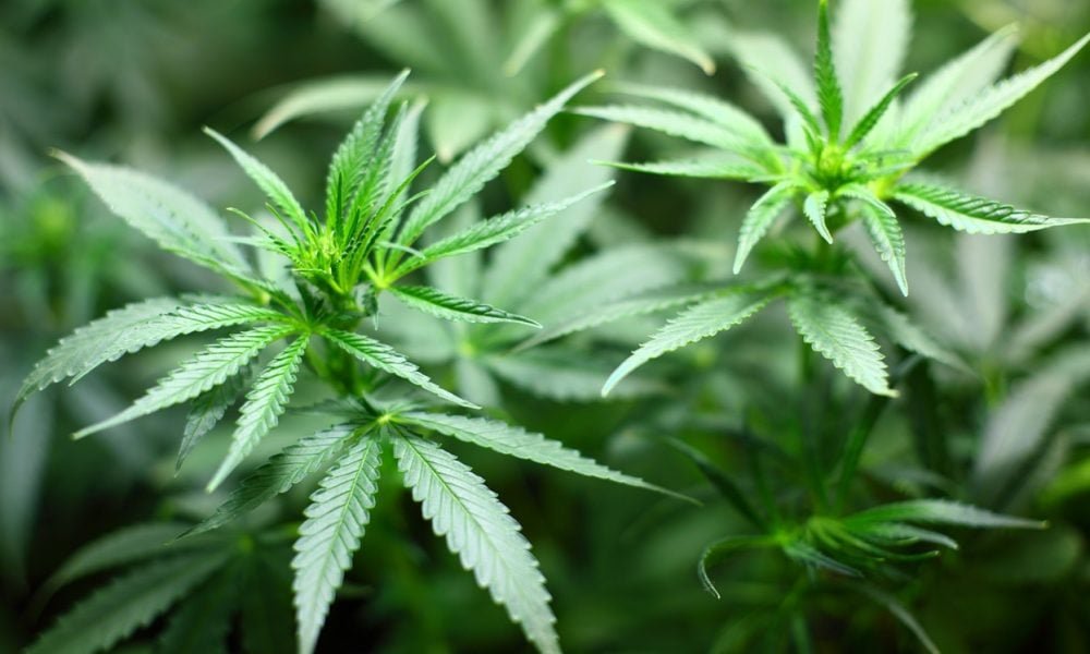 Arkansas House Passes Bill Dedicating Medical Marijuana Tax Revenue To Fund School Breakfasts For Students - MEDCAN24