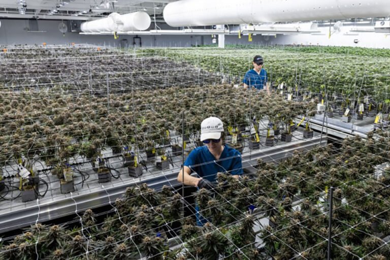 Lack of testing guidelines, enforcement creates tension in Massachusetts cannabis industry - MEDCAN24
