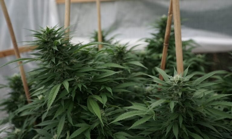 New Hampshire House Passes Bills To Late Patients To Grow Medical Marijuana At Home And Annul Past Cannabis Convictions - MEDCAN24