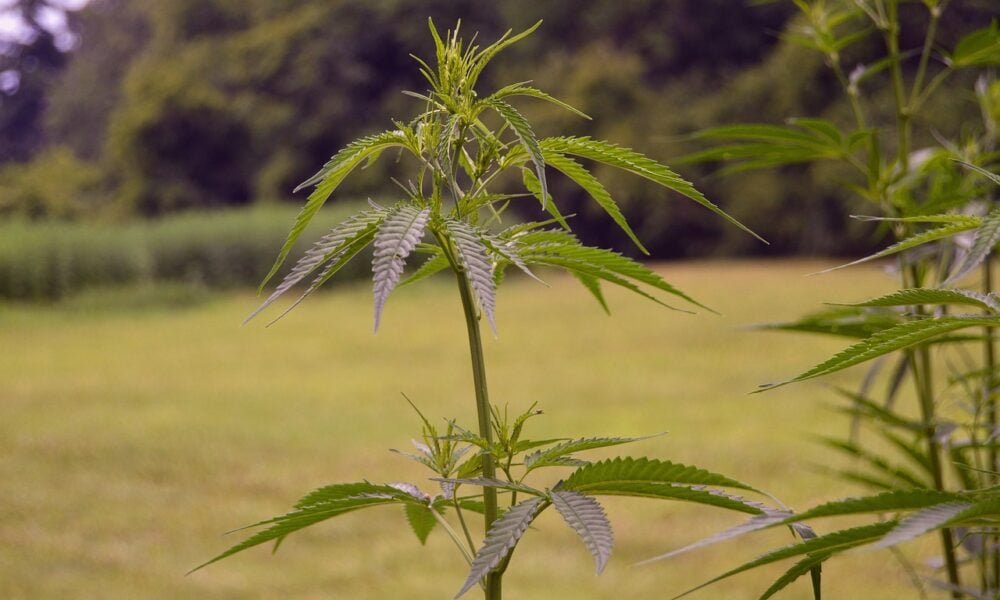 Missouri Lawmakers Want To Regulate Intoxicating Hemp, But Costs Could Be Steep - MEDCAN24