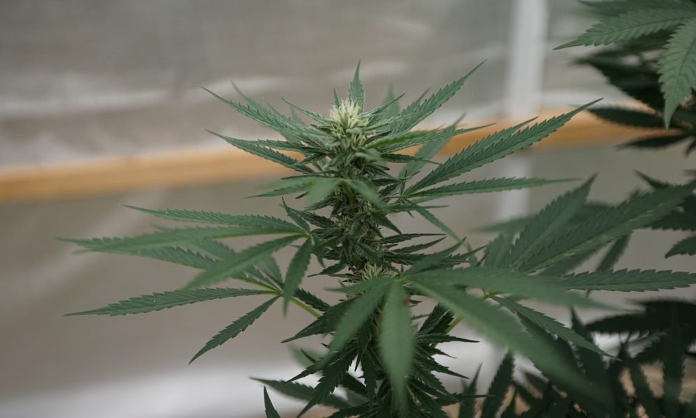 Two Controversial Marijuana Bills In Montana Appear To Be Dead For The Session - MEDCAN24