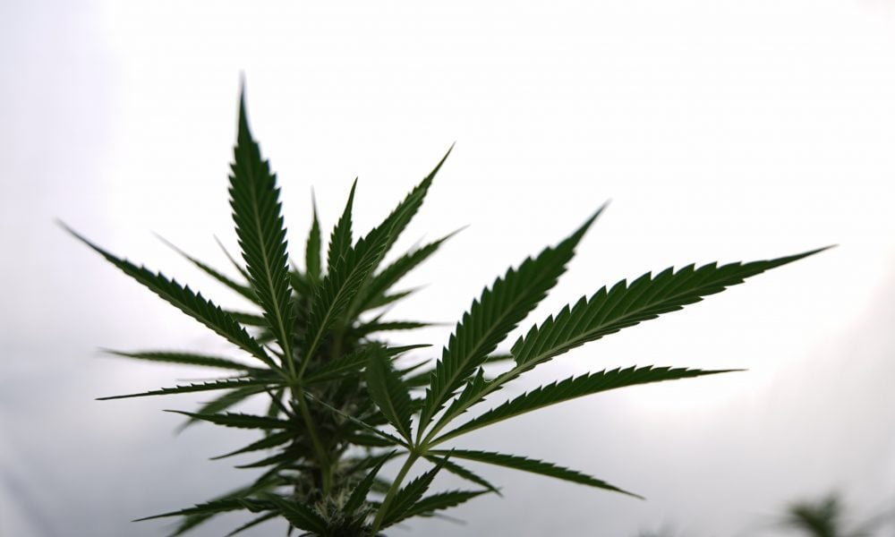 Marijuana Consumers Are Under Attack In Multiple States, And It’s Time To Fight Back (Op-Ed) - MEDCAN24