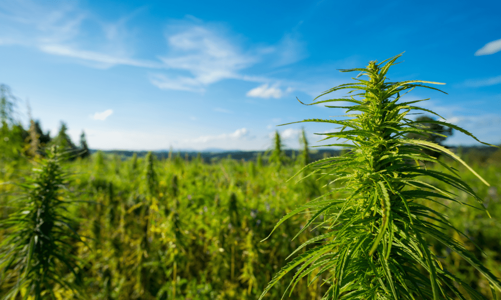 New York Governor Signs Bills To Expand State’s Marijuana Farmers Market Program With ‘Pop-Up’ Events - MEDCAN24