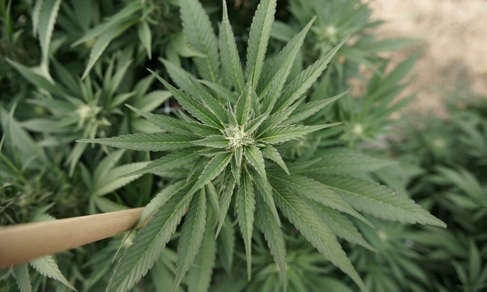 Marijuana ‘Demonstrated Positive Findings’ For Managing Pain In NCAA Athletes, New Research Says - MEDCAN24