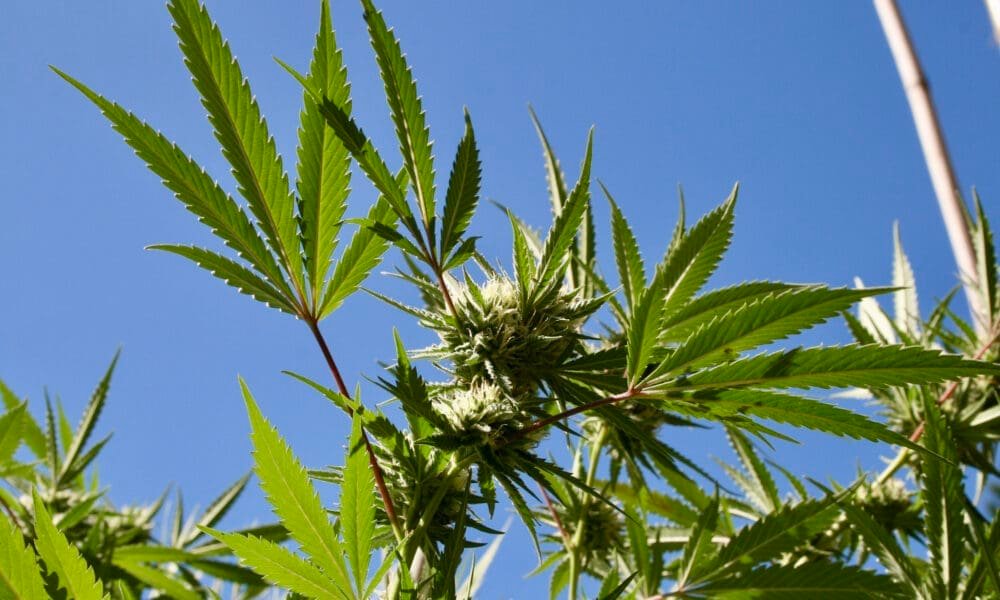 Maryland Lawmakers Approve Bills To Let Adults To Make Their Own Marijuana Brownies And Concentrates At Home - MEDCAN24