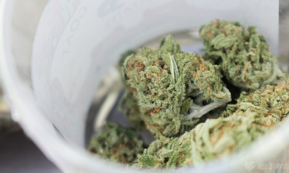 Two Out Of Three Marijuana Consumers Are Buying Less Cannabis Due To Inflation, Poll Finds - MEDCAN24