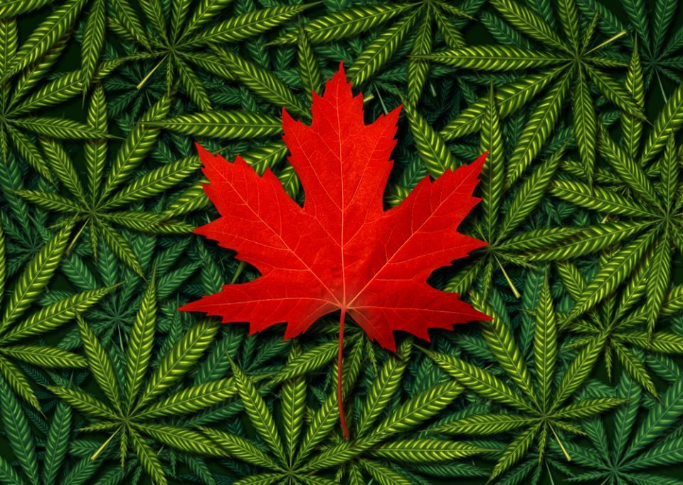 Canadians are increasing cannabis consumption, as alcohol declines - MEDCAN24