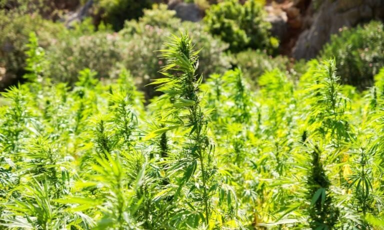 Tennessee Hemp Industry Fears Restrictive Bills Could Gut Market And Shutter Businesses - MEDCAN24