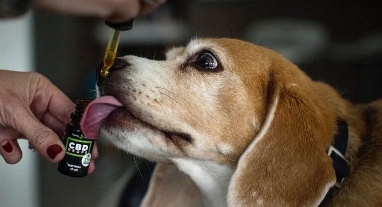 CBD The New Craze for Pets - MEDCAN24