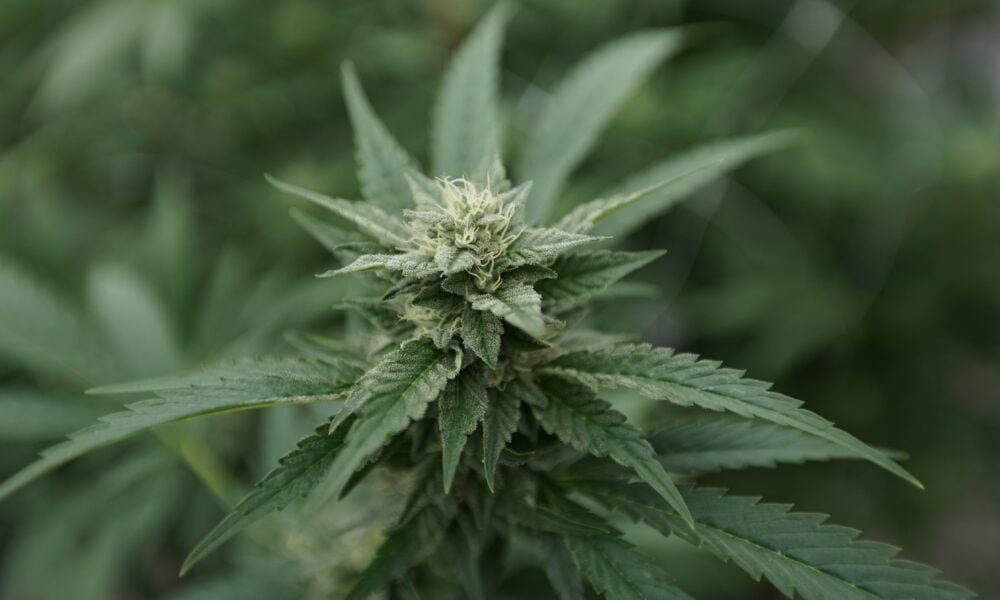 Minnesota Lawmakers, Cities And Businesses Raise Alarm Over State’s Pending Marijuana Contracts With Tribal Nations - MEDCAN24