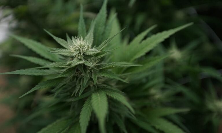 Virginia Governor Rejects Bills To Aid People With Past Marijuana Convictions And Protect Cannabis Consumers’ Parental Rights - MEDCAN24