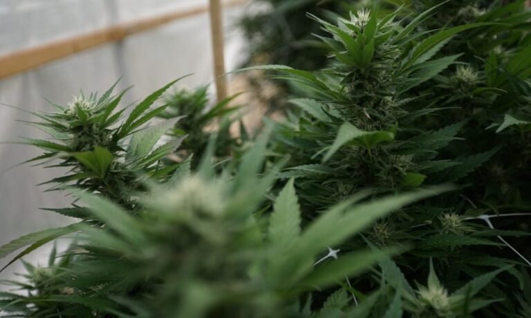 Despite Equity Mandates, Massachusetts Marijuana Industry Is Lacking In Diversity, State Report Shows - MEDCAN24