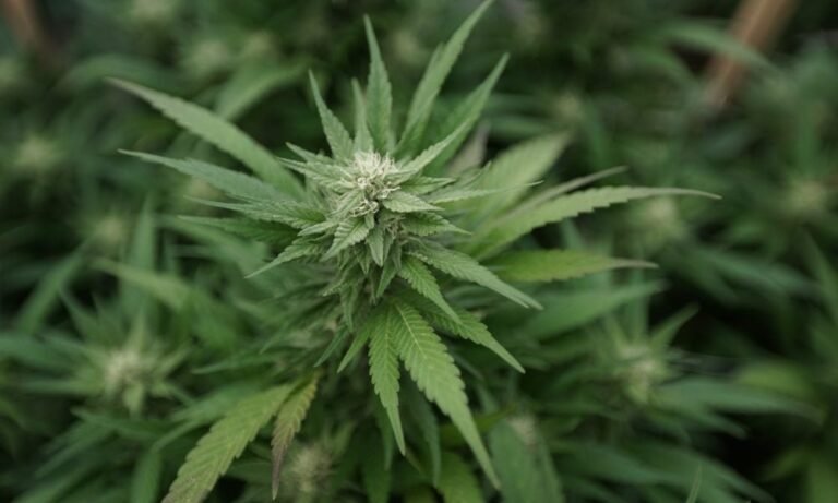 The UK Could Earn £1.5 Billion In Annual Revenue And Savings By Legalizing Marijuana, Report Finds - MEDCAN24