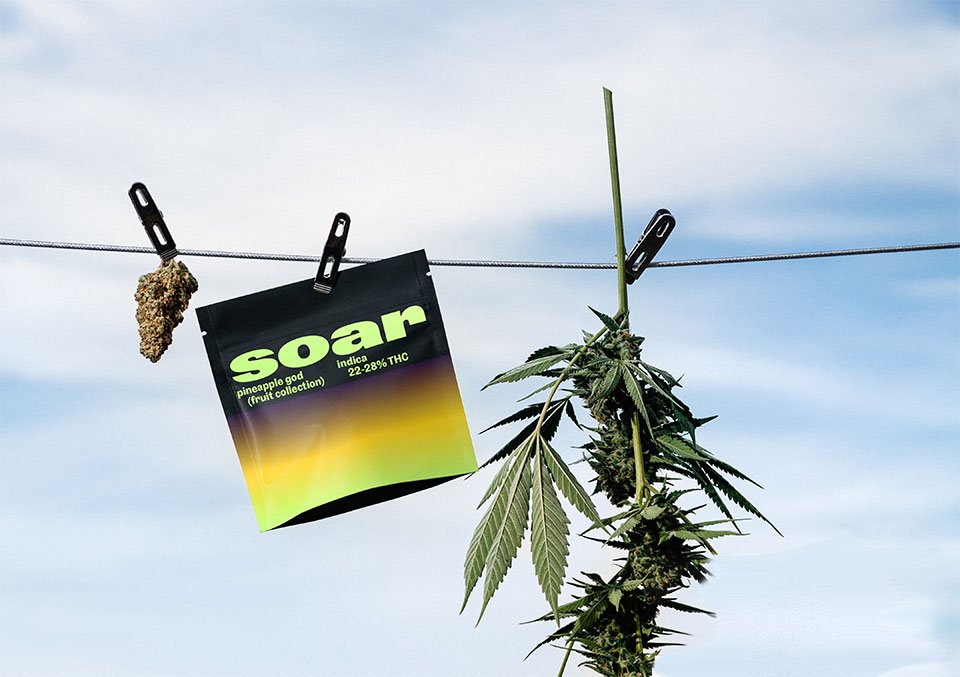 Village Farms reports increased revenue and beats estimates - MEDCAN24