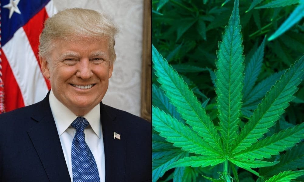 White House Has ‘No Action’ Planned On Marijuana, But Trump Quietly Pushed Lawmakers On Cannabis Banking, Report Says - MEDCAN24