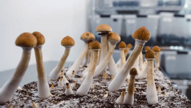 Filament Health to raise nearly C$1M, plans Cboe Canada delisting - MEDCAN24