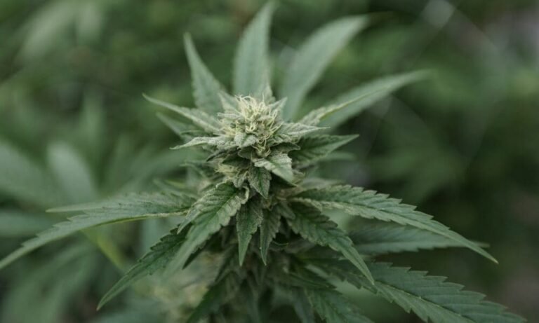 New Delaware Marijuana Bill Addresses Dispute With FBI That Has Threatened To Delay State’s Recreational Market - MEDCAN24