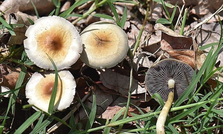 Connecticut Lawmakers Approve Bill To Decriminalize Psilocybin For Adults - MEDCAN24