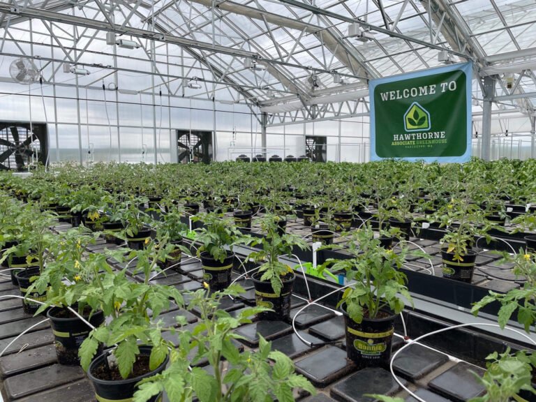 Scotts cuts Hawthorne Collective loose as it pivots away from cannabis - MEDCAN24