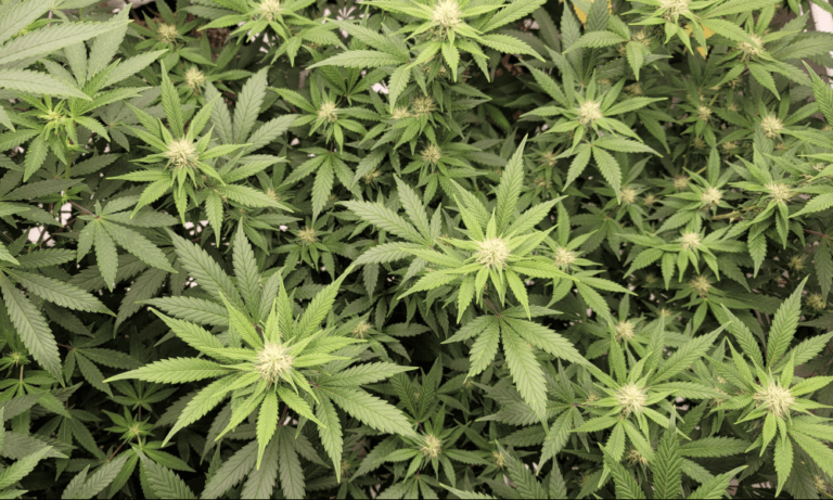 Massachusetts Lawmakers Weigh Several Bills To Let Marijuana Companies Own More Dispensaries - MEDCAN24