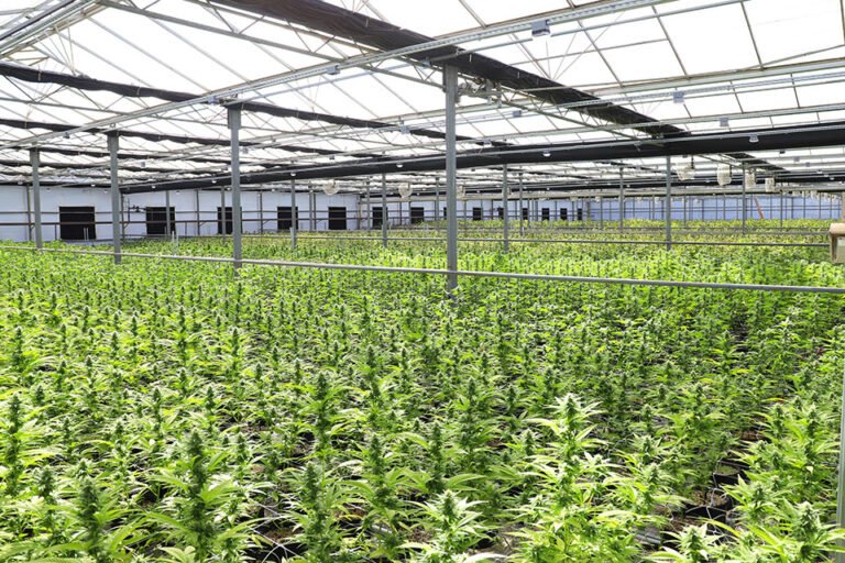 Sonoma County joins growing list of California localities rolling back cannabis taxes - MEDCAN24