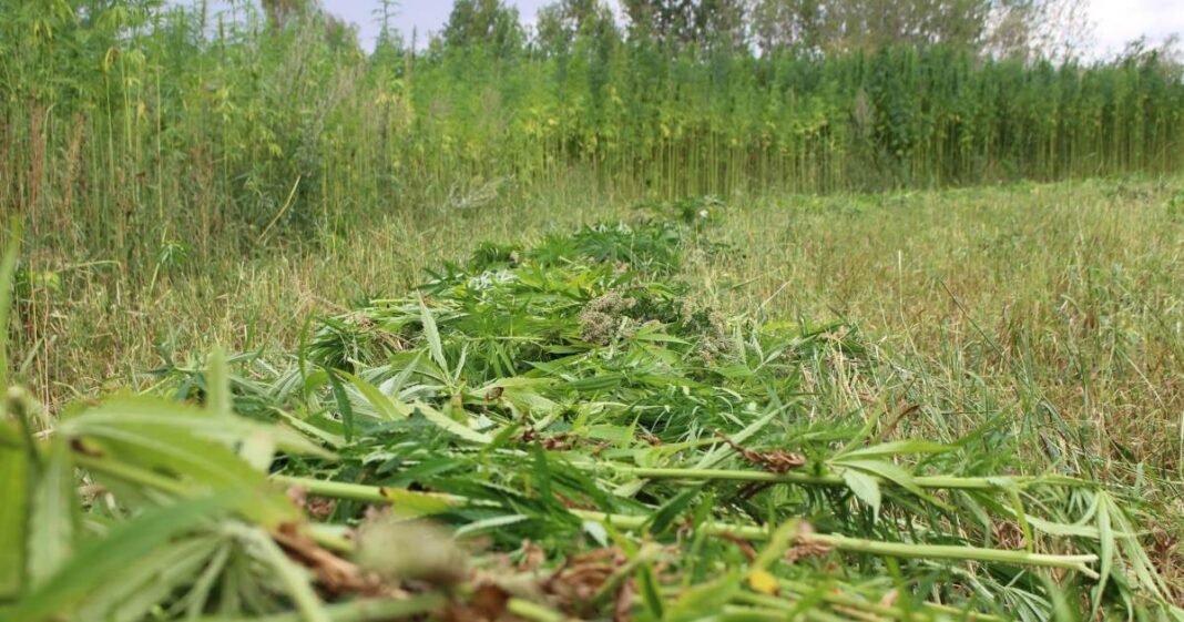 USDA National Hemp Report Covering 2024 Crop Year Released