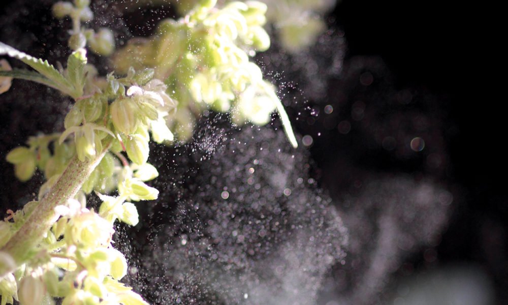 How to Tell if Your Cannabis Plant Is Male or Female - MEDCAN24