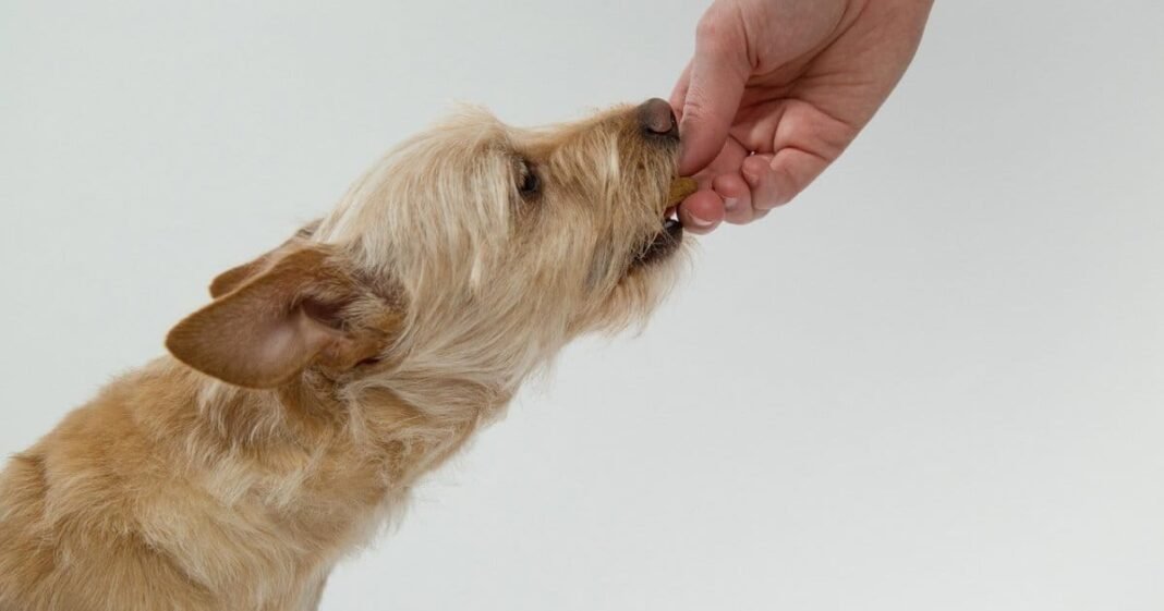Australia’s AIHA Calls For Hemp Animal Product Clarification