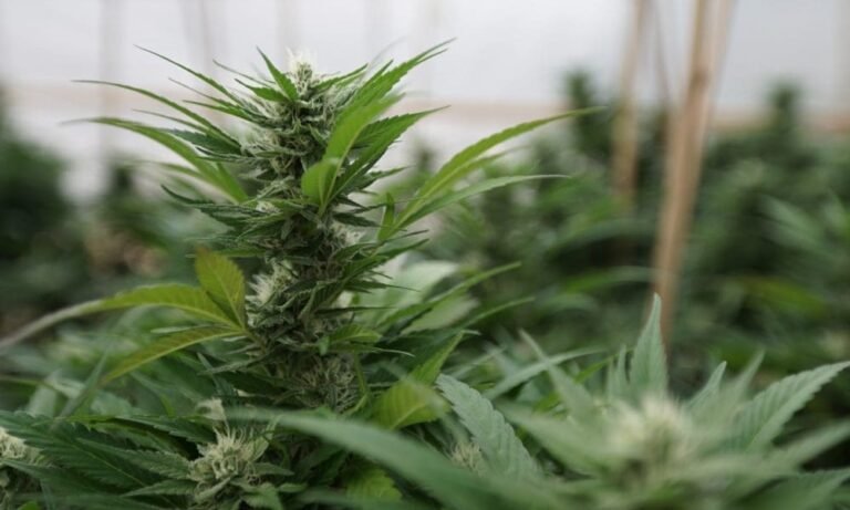 North Dakota Governor Signs Bill To Legalize Medical Marijuana Edibles That Meet Certain Requirements - MEDCAN24