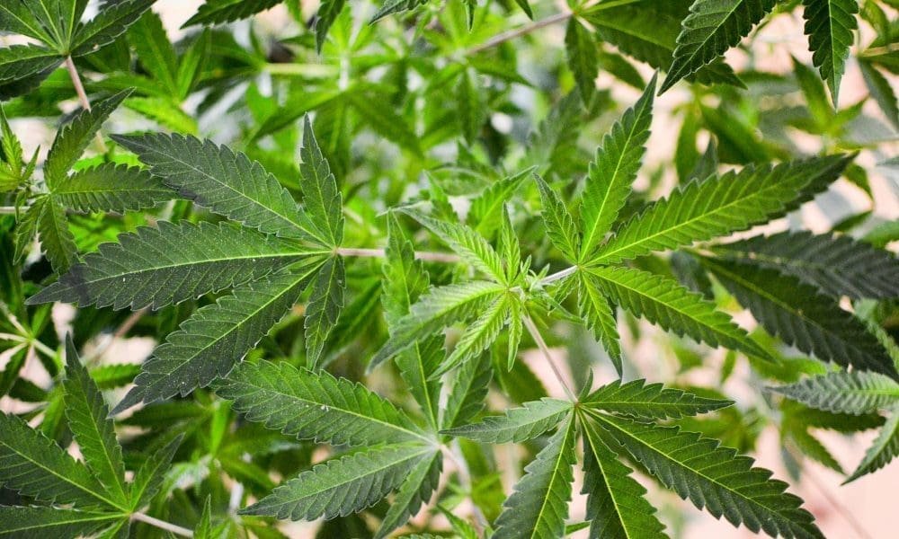 Majority Of Pennsylvanians Support Marijuana Legalization, With Opposition Slashed In Half Over Last Decade, Poll Finds - MEDCAN24