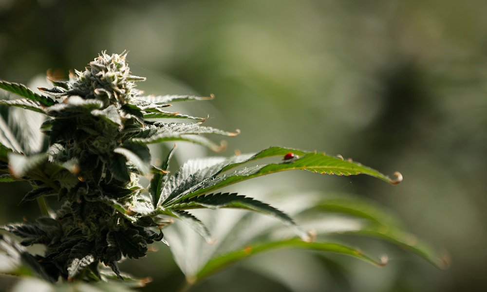 How Autumn Brands Is Redefining Premium Cannabis - MEDCAN24