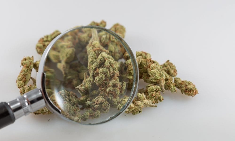New Federally Backed Marijuana Research Center Launches - MEDCAN24