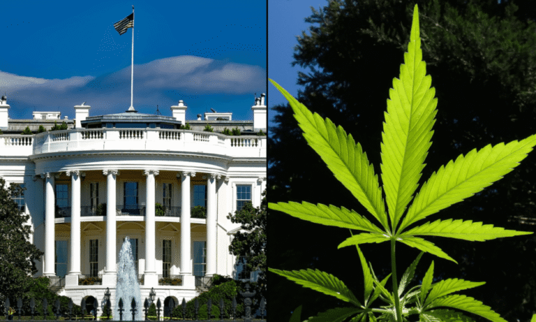 White House Drug Czar Could Endorse Marijuana Legalization Under New Bill To Repeal ‘Ludicrous’ Restriction - MEDCAN24