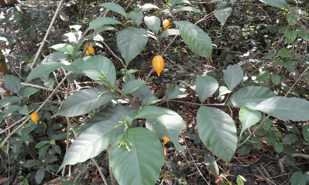 Former Texas Governor And U.S. Senator Meet With State Lawmakers To Form National Ibogaine Access Plan - MEDCAN24