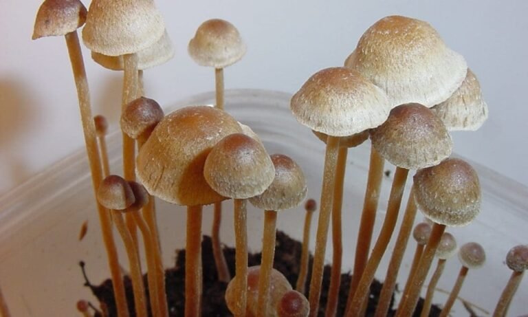 Texas Committee Approves Amended Bills To Speed Access To Psychedelic-Assisted Therapy Upon Federal Approval
