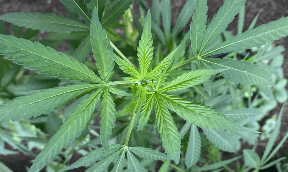 Louisiana Lawmaker Proposes Marijuana Legalization Pilot Program As ‘Revenue Source’ For The State - MEDCAN24