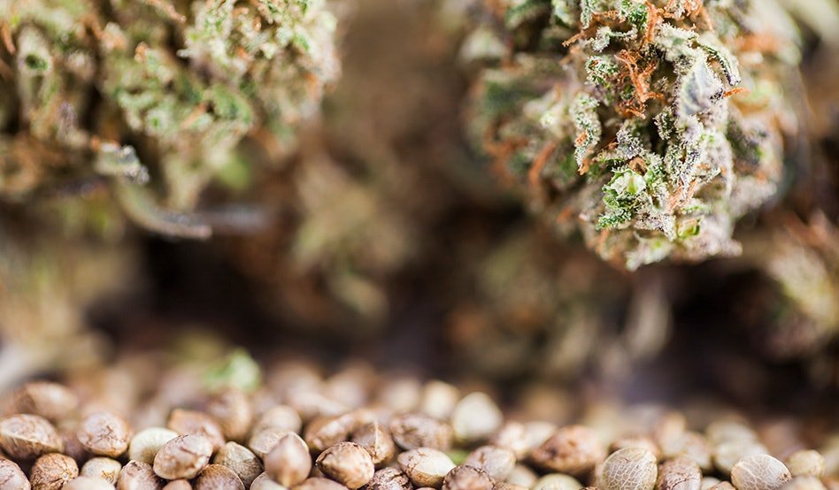 Florida House Advances Bills to Regulate, Tax Hemp THC Products - MEDCAN24